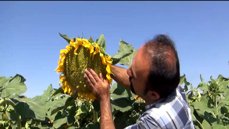 در شرق کوردستان سالانه بیش از ٥٠٠ تن تخمه آفتابگردان تولید می‌شود